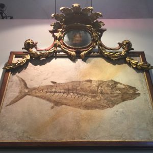 Historic specimen from the Natural History Museum in Verona